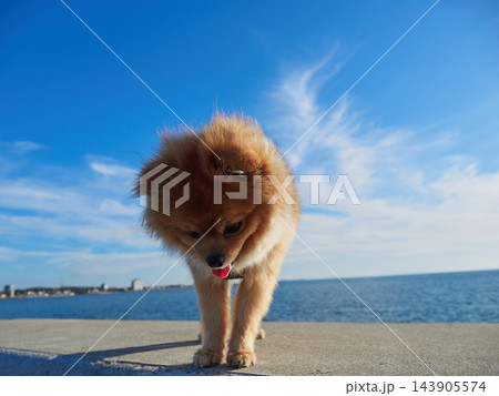 海の海岸の堤防で楽しく遊んでいる可愛いポメラニアンの子犬の姿 143905574
