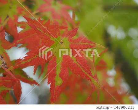 緑と赤が混ざり合う美しいグラデーションの紅葉の葉 143906213