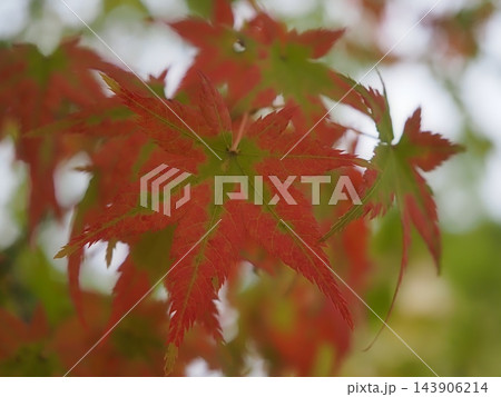 緑と赤が混ざり合う美しいグラデーションの紅葉の葉 緑と赤が混ざり合う美しいグラデーションの紅葉の葉 143906214