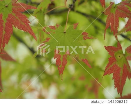 緑と赤が混ざり合う美しいグラデーションの紅葉の葉 143906215
