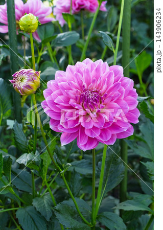 美しいピンク色の花びらが重なり合う満開のダリアと蕾 143906234