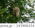 A woven hanging bird nest rounded chamber narrow entrance tube hangs among fine branches green leaves pale gaps the canopy behind it showing natural fiber construction 143906254