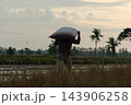 A person carries cushion above their head while walking through harvested wet field palm trees low vegetation along the horizon beneath pale warm sky evening landscape 143906258