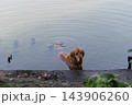 A golden brown dog swims toward concrete pond edge its head above water circular ripples spreading behind it while few leaves frame the foreground outdoor garden setting 143906260