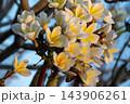 Clusters of white yellow frangipani flowers bloom branching stems overlapping petals yellow centers unopened buds against softly blurred blue brown natural background 143906261