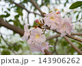 Pale pink trumpet shaped flowers ruffled petals small buds bloom along tree branch green leaves blurred garden background creating delicate close botanical view 143906262