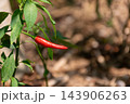 A ripe red chili pepper hangs from slender green stem among pointed leaves visible veins against blurred brown garden background close view of fresh cultivated vegetable growth 143906263