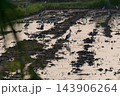 Asian openbill storks gather across muddy shallow water between uneven raised strips of earth pale reflections scattered green plants framing wide view of wetland feeding habitat 143906264