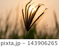A grass seed head forms dark branching silhouette front of the low sun fine bristles glowing along the edges against blurred orange sky close view of evening meadow growth 143906265