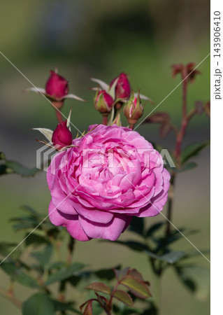 秋の庭に咲くピンクのバラの花と蕾 秋の庭に咲くピンクのバラの花と蕾 143906410