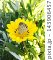 お花の中に 143906457