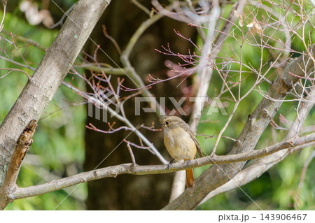 枝の上で周囲を見渡す可愛らしい野鳥の姿 143906467