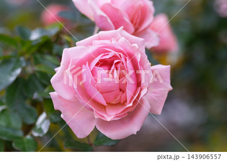 美しく咲き誇るピンクのバラの花と自然の景観 143906557