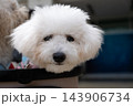 Fluffy white bichon frise dog resting in carrier in close up portrait view 143906734