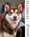 Happy brown and white Pomsky dog in close up portrait with expressive face 143906736