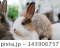 Brown and white rabbit portrait with upright ears and soft blurred background 143906737