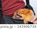 Happy Pomeranian dog riding in shoulder pet carrier bag with owner outdoors 143906738