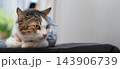 Tabby and white domestic cat resting calmly with large copy space indoors 143906739