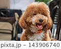 Happy brown poodle dog with curly coat and tongue out in close up portrait 143906740
