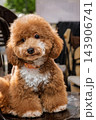 Cute brown poodle dog sitting on chair with fluffy curly coat outdoors 143906741