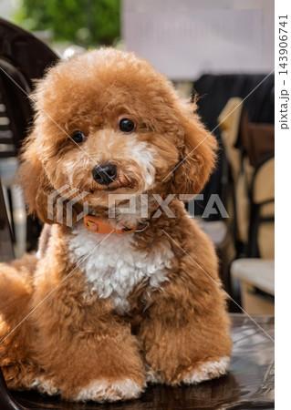 Cute brown poodle dog sitting on chair with fluffy curly coat outdoors 143906741