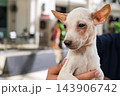 Mixed breed rescue dog portrait ready for adoption and a loving home outdoors 143906742