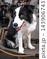 Happy black and white border collie dog sitting on chair in portrait outdoors 143906743