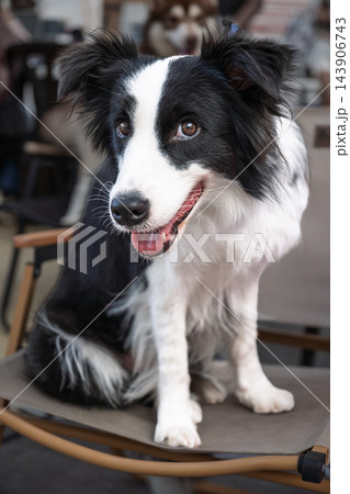 Happy black and white border collie dog sitting on chair in portrait outdoors 143906743