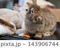Brown rabbit sitting among other rabbits in soft indoor close up portrait view 143906744