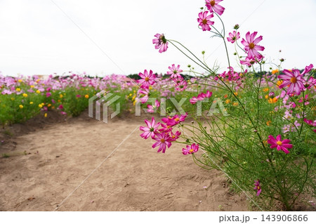 秋を迎えるコスモスの花 秋を迎えるコスモスの花 143906866