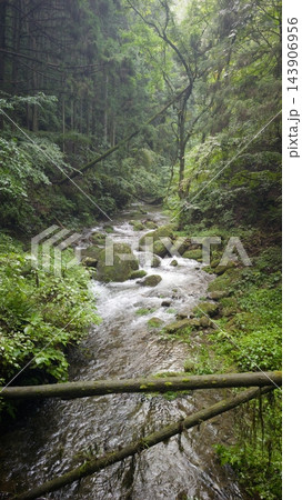 苔むした岩肌と木橋の架かる奥多摩の美しい渓流 143906956