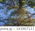 Looking up at tall pine trees with green crowns reaching into a clear blue summer sky in peaceful forest 143907111