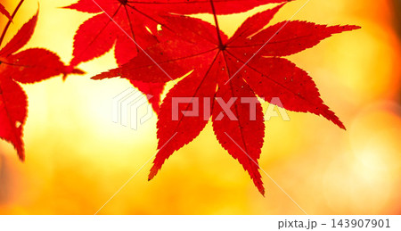 秋の鮮やかな紅葉のイメージ風景 秋の鮮やかな紅葉のイメージ風景 143907901
