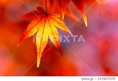 秋の爽やかな空気感に包まれた色づいた紅葉のシンプルな風景 秋の爽やかな空気感に包まれた色づいた紅葉のシンプルな風景 143907970