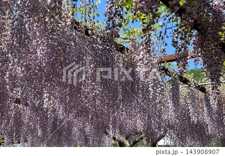 藤棚から垂れ下がる満開の藤の花 藤棚から垂れ下がる満開の藤の花 143908907