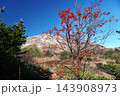 磐梯吾妻スカイラインの紅葉狩り　浄土平湿原にナナカマドの赤い実が残っている晩秋の風景 143908973