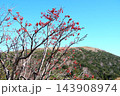 磐梯吾妻スカイラインの紅葉狩り　浄土平湿原にナナカマドの赤い実が残っている晩秋の風景 143908974