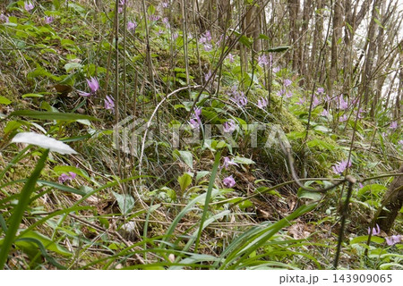 Erythronium japonicum (カタクリ・群生) Erythronium japonicum (カタクリ・群生) 143909065