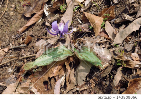 Erythronium japonicum (カタクリ) 143909066