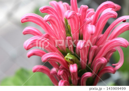 サンゴバナの花の上で休むアマガエル 143909499