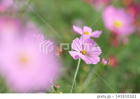 秋の公園に咲く可憐なコスモスの花 秋の公園に咲く可憐なコスモスの花 143910381