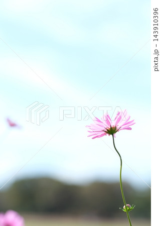 秋の公園に咲く可憐なコスモスの花 秋の公園に咲く可憐なコスモスの花 143910396