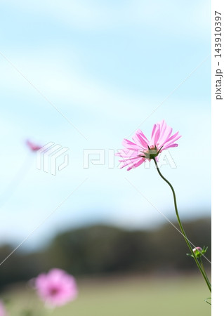 秋の公園に咲く可憐なコスモスの花 秋の公園に咲く可憐なコスモスの花 143910397
