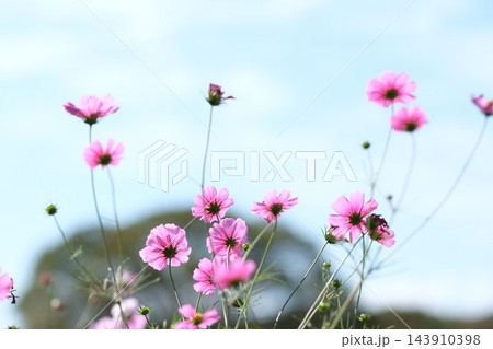 秋の公園に咲く可憐なコスモスの花 秋の公園に咲く可憐なコスモスの花 143910398