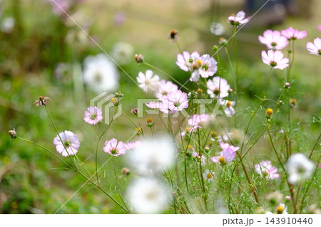 秋の公園に咲く可憐なコスモスの花 秋の公園に咲く可憐なコスモスの花 143910440