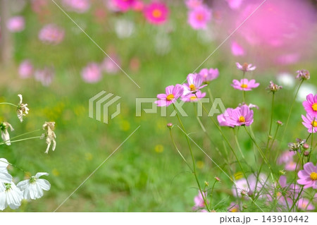 秋の公園に咲く可憐なコスモスの花 143910442