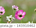 秋の公園に咲く可憐なコスモスの花 143910462