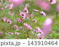 秋の公園に咲く可憐なコスモスの花 143910464