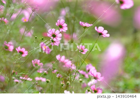 秋の公園に咲く可憐なコスモスの花 秋の公園に咲く可憐なコスモスの花 143910464