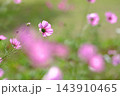 秋の公園に咲く可憐なコスモスの花 143910465